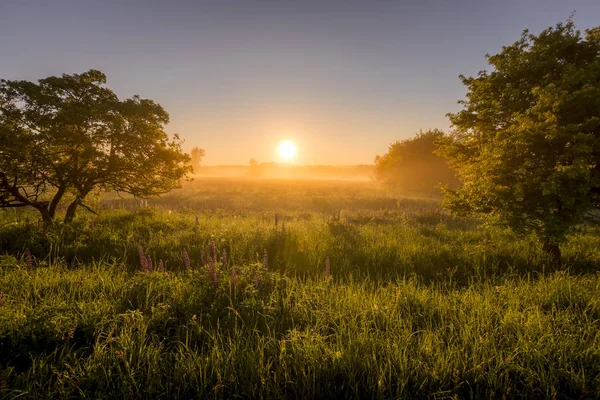 Sonnenaufgang auf einem mit blühenden Lupinen bedeckten Feld am Sommermorgen — Stockfoto
