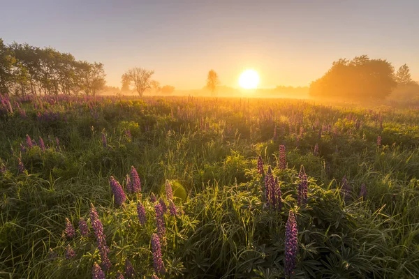 Восход солнца на поле, покрытом цветущими люпинами, летним утром — стоковое фото