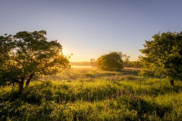 Auringonnousu pellolla kukkivien lupiinien peitossa kesäaamuna — kuvapankkivalokuva