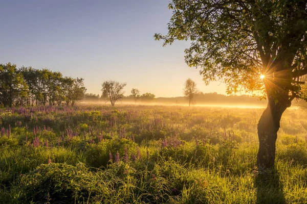 Salida del sol en un campo cubierto de altramuces florecientes en la mañana de verano —  Fotos de Stock