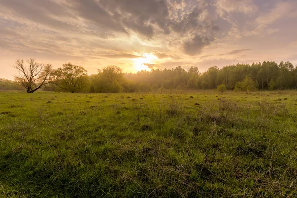 Puesta de sol en un campo con hierba y sauces . — Foto de Stock