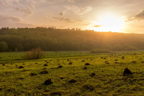 Solnedgång i ett fält med gräs och Willows. — Stockfoto