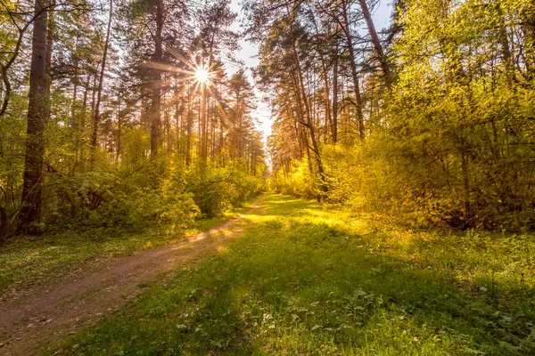 Захід сонця на весняному сосновому лісі . — стокове фото