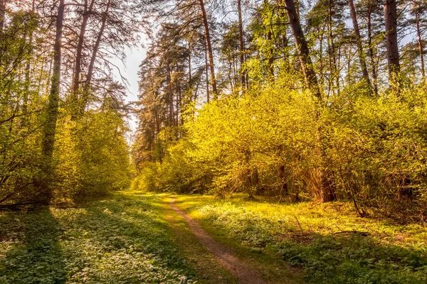 Захід сонця на весняному сосновому лісі . — стокове фото