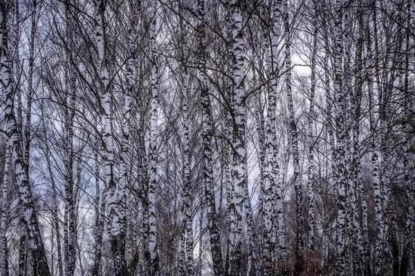 이른 봄의 나무 숲. — 스톡 사진