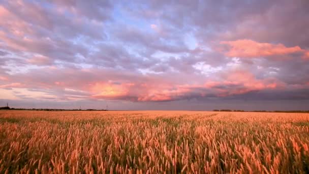 Scena Zmierzchu Polu Młodym Żytem Machającym Lub Pszenicą Latem Zachmurzonym — Wideo stockowe