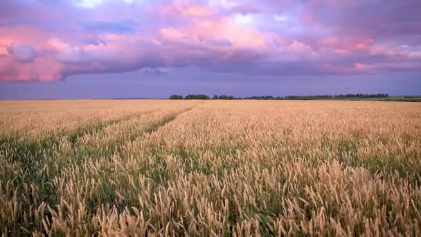曇り空の背景を持つ夏には 若い手でライ麦や小麦を振ってフィールドに夕暮れのシーン 曇りの天気 — ストック動画