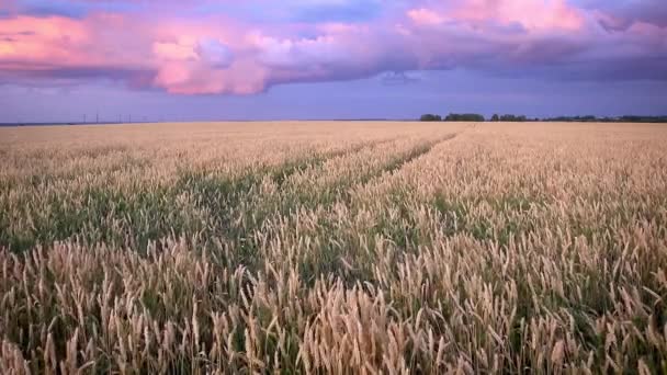 Scena Zmierzchu Polu Młodym Żytem Machającym Lub Pszenicą Latem Zachmurzonym — Wideo stockowe