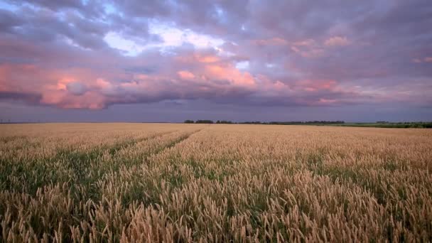 曇り空の背景を持つ夏には 若い手でライ麦や小麦を振ってフィールドに夕暮れのシーン 曇りの天気 — ストック動画