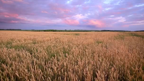 Escena Crepúsculo Campo Con Centeno Trigo Verano Con Fondo Nublado — Vídeos de Stock