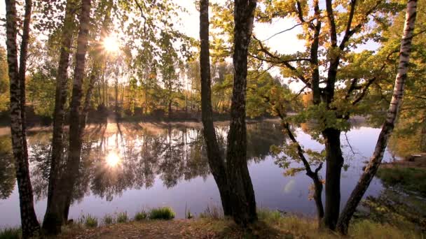 Lever de soleil près de l'étang avec des bouleaux par une matinée d'automne ensoleillée . — Video