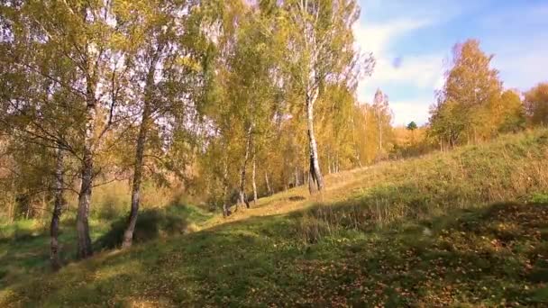 Birches in a sunny golden autumn day. Pád listí. — Stock video