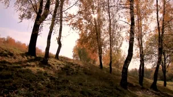 Bouleaux dans une journée d'automne dorée ensoleillée. Chute des feuilles . — Video