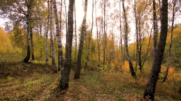 Birken an einem sonnigen goldenen Herbsttag. Laubfall. — Stockvideo