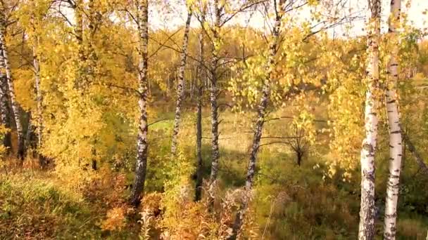 Birken an einem sonnigen goldenen Herbsttag. Laubfall. — Stockvideo