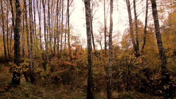 Berken in een zonnige gouden herfstdag. Bladval. — Stockvideo