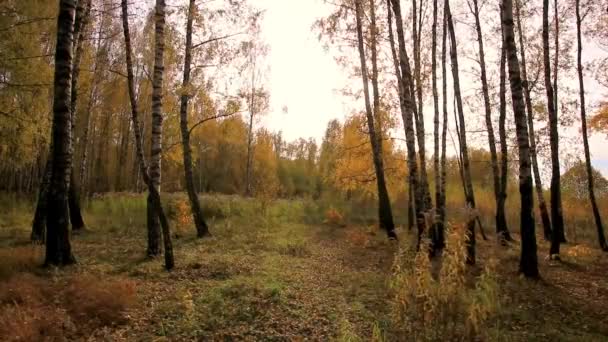 Birken an einem sonnigen goldenen Herbsttag. Laubfall. — Stockvideo