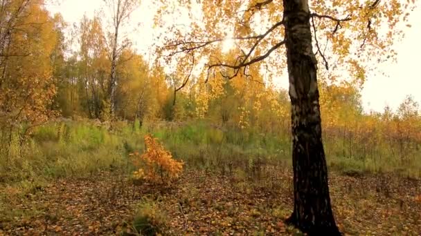 Bouleaux dans une journée d'automne dorée ensoleillée. Chute des feuilles . — Video