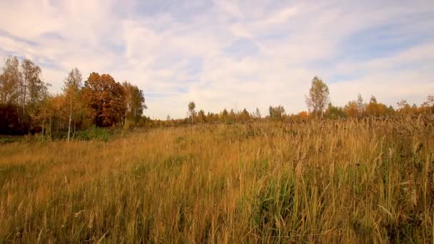 Захід сонця на полі з травою і деревами в золоту осінь.. — стокове відео