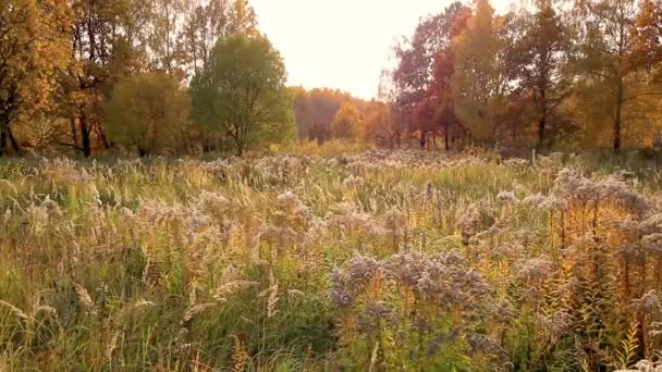 Zachód słońca na polu z trawą i drzewami złotą jesienią. — Wideo stockowe