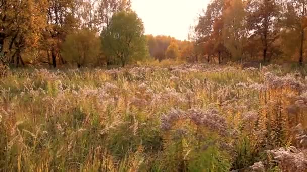 Захід сонця на полі з травою і деревами в золоту осінь.. — стокове відео