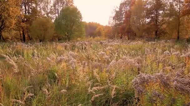 黄金の秋に草や木が茂る野原の夕日. — ストック動画