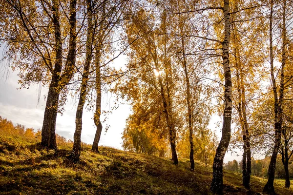 Березы в солнечный золотой осенний день. Падение листьев . — стоковое фото