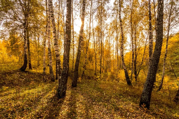Vidoeiros em um dia de outono dourado ensolarado. Queda de folhas . — Fotografia de Stock