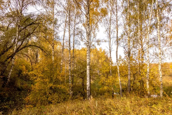 Берези в сонячно-золотий осінній день. Падіння листя . — стокове фото