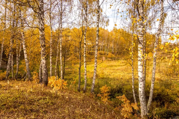 Birken an einem sonnigen goldenen Herbsttag. Laubfall. — Stockfoto