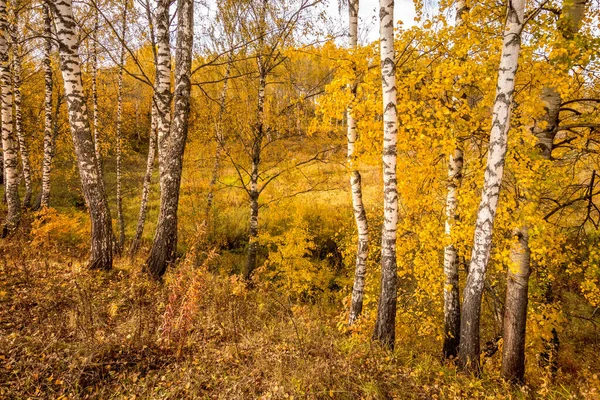 Birches in a sunny golden autumn day. Leaf fall. — Stock Photo, Image