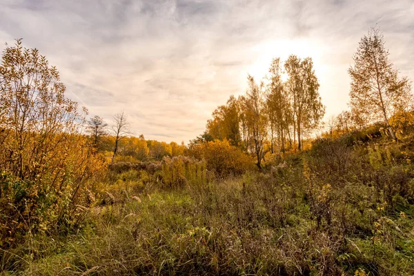 Zachód słońca na polu z trawą i drzewami złotą jesienią. — Zdjęcie stockowe
