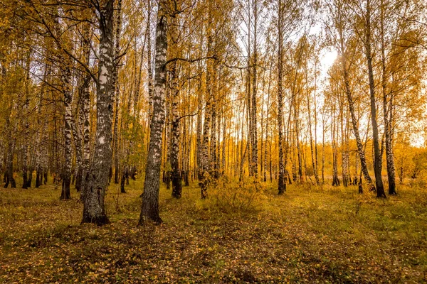 Floresta de bétula em uma noite de outono dourada ensolarada . — Fotografia de Stock
