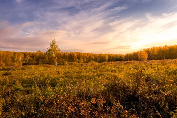 Scène van zonsondergang op een veld met gras en bomen in gouden herfst — Stockfoto