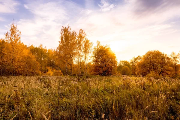 Pôr do sol em um campo com grama e árvores no outono dourado . — Fotografia de Stock