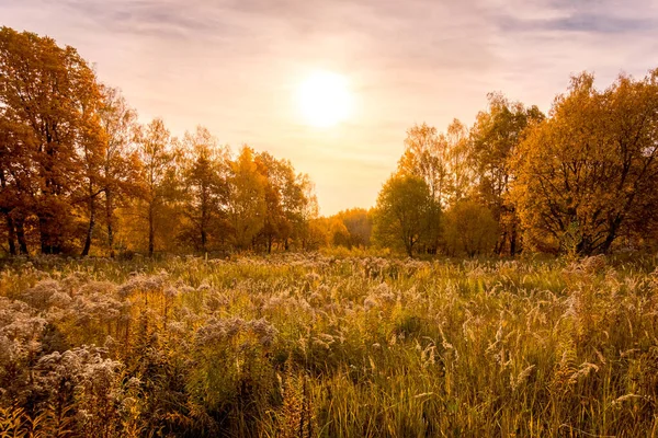 Zachód słońca na polu z trawą i drzewami złotą jesienią. — Zdjęcie stockowe