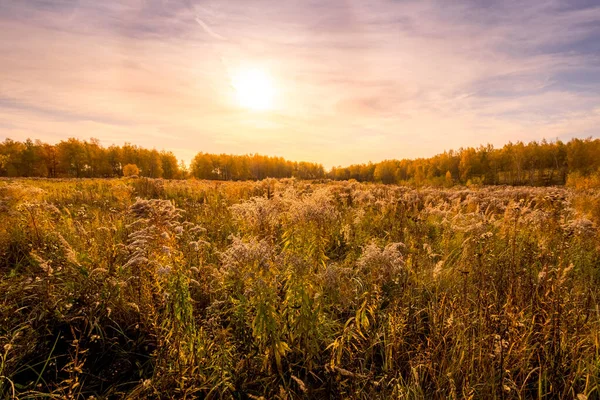Scena zachodu słońca na polu z trawą i drzewami złotą jesienią — Zdjęcie stockowe