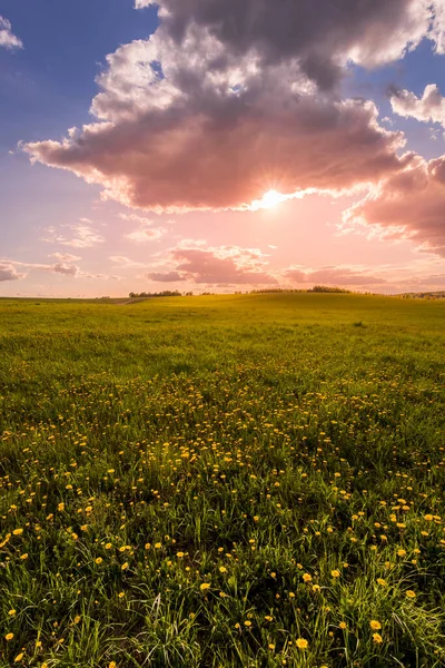 Salida Puesta Del Sol Campo Cubierto Hierba Verde Joven Dientes — Foto de Stock