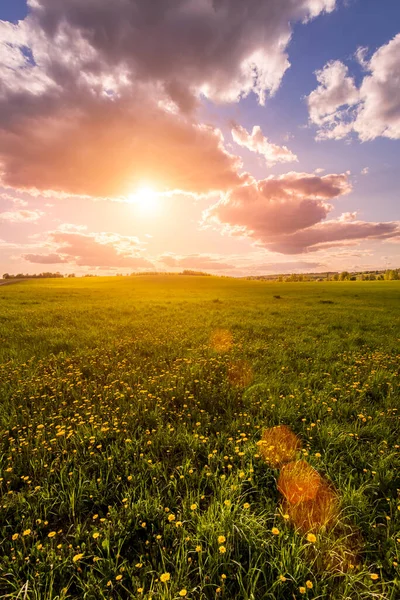 Восход Солнца Закат Поле Покрытом Молодой Зеленой Травой Желтыми Цветущими — стоковое фото