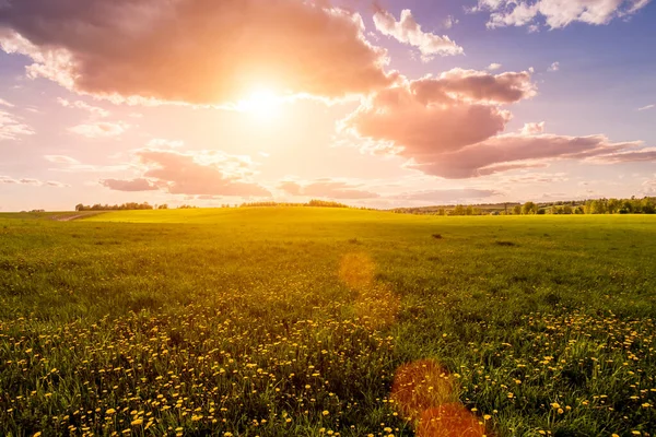 Sunrise Sunset Field Covered Young Green Grass Yellow Flowering Dandelions — Stock Photo, Image