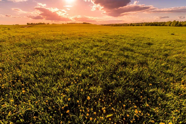 Salida Puesta Del Sol Campo Cubierto Hierba Verde Joven Dientes — Foto de Stock