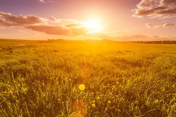 Nascer Sol Pôr Sol Campo Coberto Com Grama Verde Jovem — Fotografia de Stock