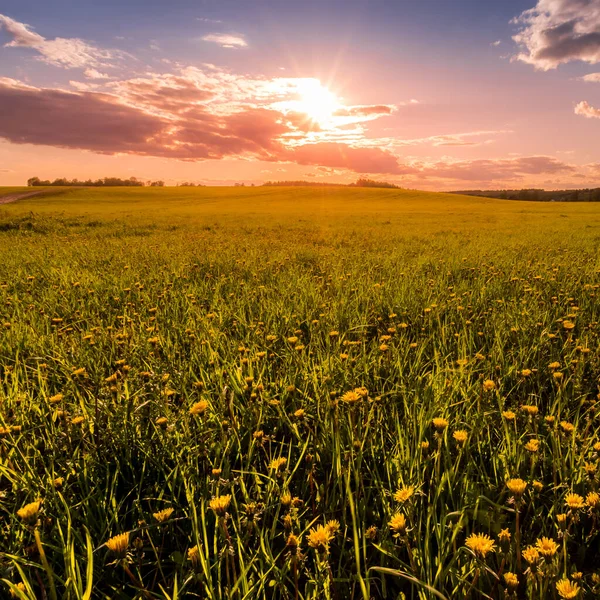 Sunrise Sunset Field Covered Young Green Grass Yellow Flowering Dandelions — Stock Photo, Image