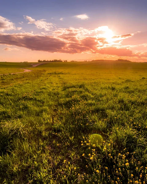 Lever Coucher Soleil Sur Champ Couvert Jeunes Herbes Vertes Pissenlits — Photo