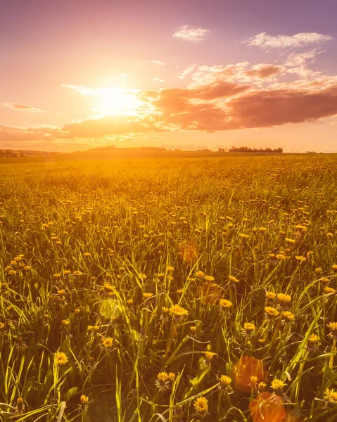 Sonnenaufgang Oder Sonnenuntergang Auf Einem Feld Das Mit Jungem Grünen — Stockfoto