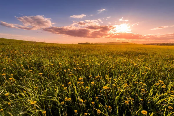 Lever Coucher Soleil Sur Champ Couvert Jeunes Herbes Vertes Pissenlits — Photo