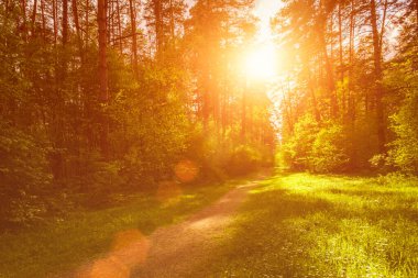 Güneşli havada bahar çam ormanı, güneş ışınlarında parlayan yeşil yapraklı çalılar ve mesafeye uzanan bir patika. Ağaçların arasında gün batımı ya da gün doğumu.