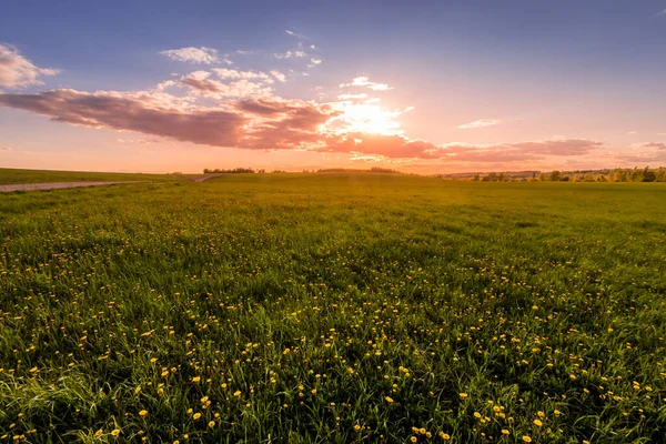 Схід Або Захід Сонця Полі Вкритому Молодою Зеленою Травою Жовтими — стокове фото