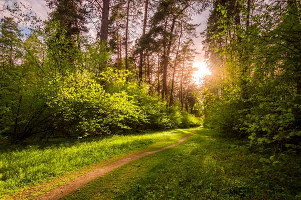 Весенний Сосновый Лес Солнечную Погоду Кустами Молодыми Зелеными Листьями Светящимися — стоковое фото
