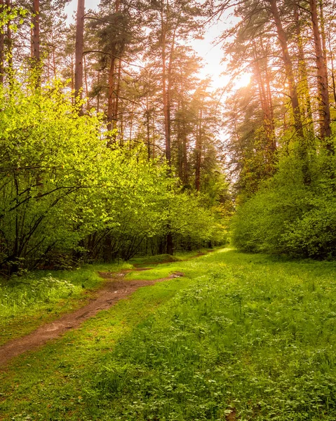 Wiosenny Las Sosnowy Słonecznej Pogodzie Krzakami Młodymi Zielonymi Liśćmi Świecącymi — Zdjęcie stockowe